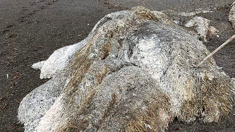 Los largos pelos y su tamaño desorientan a los especialistas.