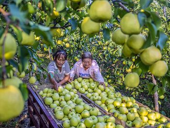 El mayor exportador mundial de peras sigue creciendo: en 2025 China alcanzó US$630 millones en ventas externas y consolida su presencia en Asia, Rusia y Norteamérica.