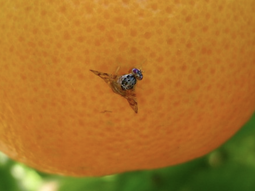 comenzo la liberacion de moscas esteriles en la region comenzo la liberacion de moscas esteriles en la region