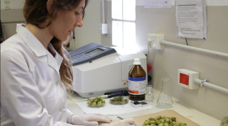 Una investigación realizada por el Instituto Andino Patagónico de Tecnologías Biológicas y Geoambientales (IPATEC), del CONICET, reveló la alta calidad del lúpulo en Chubut y Río Negro. Una investigación realizada por el Instituto Andino Patagónico de Tecnologías Biológicas y Geoambientales (IPATEC), del CONICET, reveló la alta calidad del lúpulo en Chubut y Río Negro. 