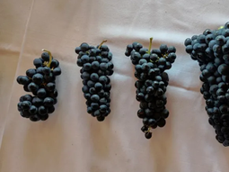 ¿Qué diferencia hay entre un clon y una variedad? ¿Qué diferencia hay entre un clon y una variedad?