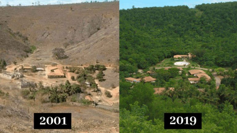 Una pareja plantó árboles y el bosque volvió a asomar