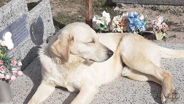 Amor eterno: un perro vive junto a la tumba de su dueño