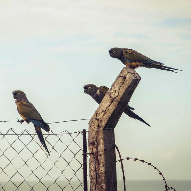 En zonas como Puerto Madryn, la destrucción del monte nativo por el fuego eliminó los dormideros naturales, empujando a las colonias hacia las ciudades. En zonas como Puerto Madryn, la destrucción del monte nativo por el fuego eliminó los dormideros naturales, empujando a las colonias hacia las ciudades.