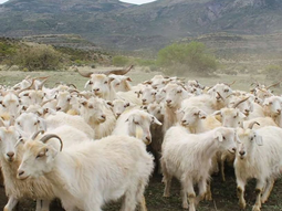 nuevas obras para el desarrollo de la trashumancia en el norte neuquino: mejores condiciones para crianceros nuevas obras para el desarrollo de la trashumancia en el norte neuquino: mejores condiciones para crianceros