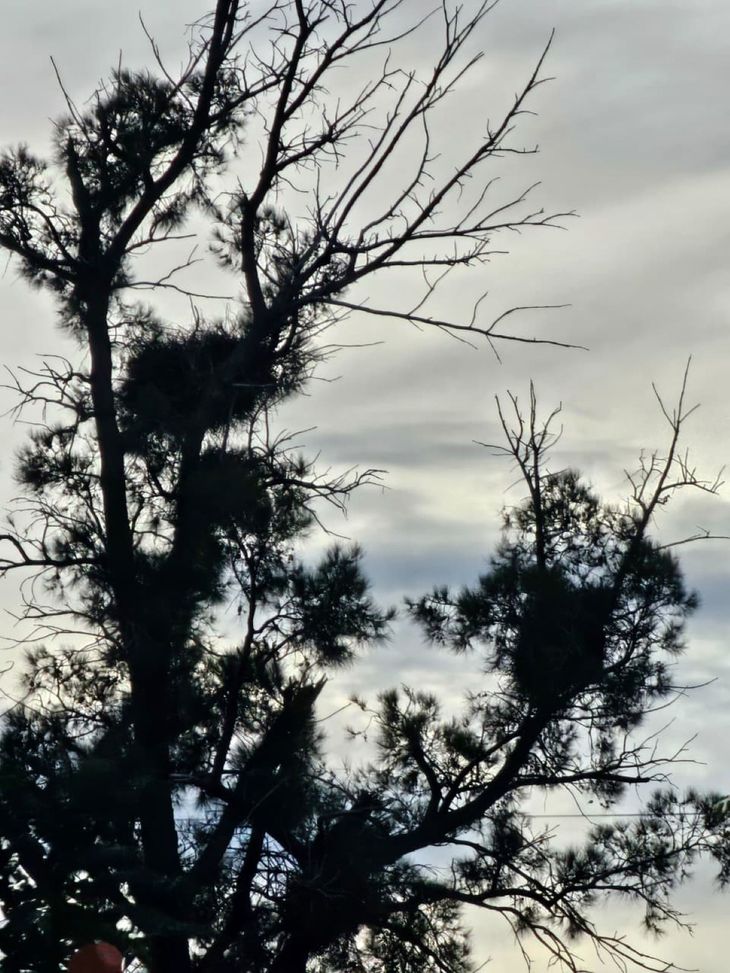 Chacras destruidas, pérdidas económicas y riesgo sanitario: la cata avanza sobre el Alto Valle mientras el sector espera respuestas concretas del Estado.