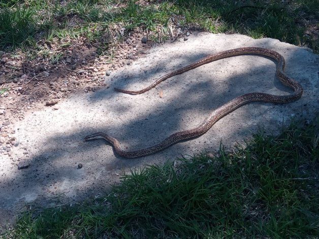 Vecinos en alerta por la aparición de culebras. Vecinos en alerta por la aparición de culebras.