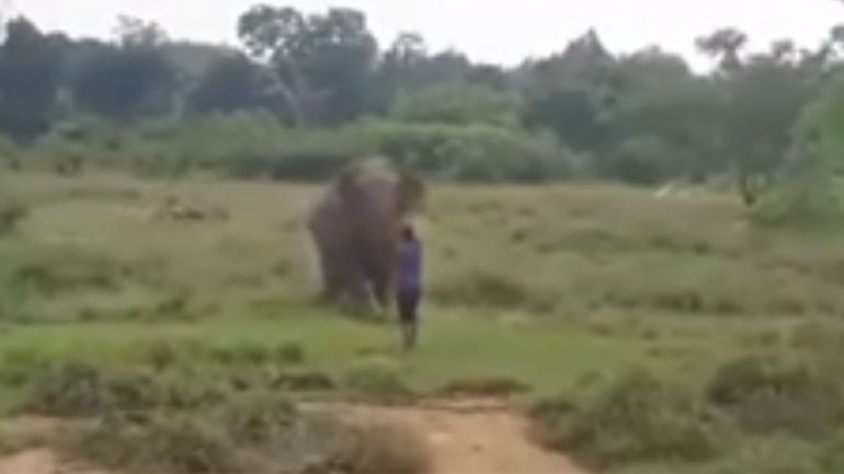 Video: intentó hipnotizar a un elefante y murió aplastado