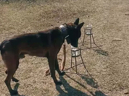Perros detectores del INTA y AFINOA refuerzan el control contra el HLB en las rutas del NOA. Foto: INTA Perros detectores del INTA y AFINOA refuerzan el control contra el HLB en las rutas del NOA. Foto: INTA