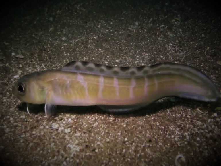 Buzo marisquero y fotógrafo descubre raro pez en el golfo San Matías