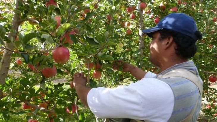 Heladas tardías, granizo y añerismo provocaron una de las campañas de manzana más bajas de los últimos años en Río Negro y Neuquén.