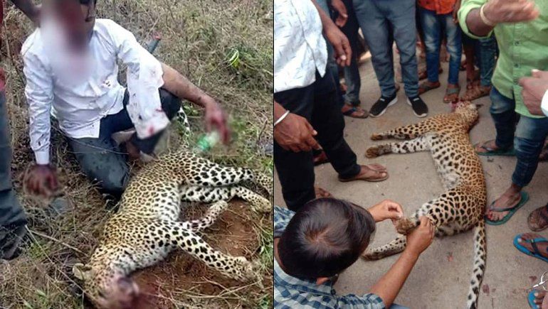Mató a un leopardo a golpes y salvó a su familia