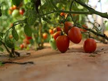 La transferencia de tecnología argentina busca estabilizar la oferta de hortalizas en Mozambique. La transferencia de tecnología argentina busca estabilizar la oferta de hortalizas en Mozambique.