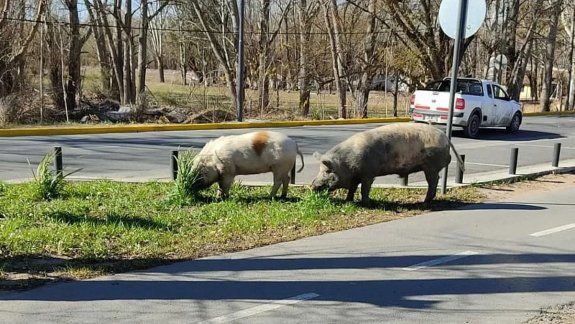 Cerdos escaparon de una chacra y pasearon por el Paseo de la Costa