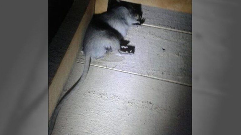 Encontraron una rata gigante en Cutral Co