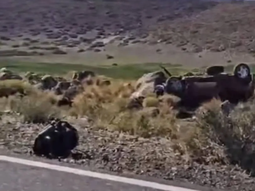 Fatal accidente involucró a dos empleados de Termas de Neuquén. Fatal accidente involucró a dos empleados de Termas de Neuquén.