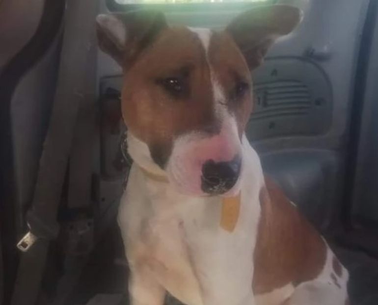 Cuando una vecina fue a comprar gotas sedantes a una veterinaria, se encontró con otro perro que había sido mordido por el mismo bull terrier. Cuando una vecina fue a comprar gotas sedantes a una veterinaria, se encontró con otro perro que había sido mordido por el mismo bull terrier. 