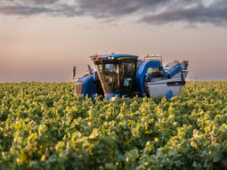 Un cóctel de adversidades: la viticultura ante el cambio global. Un cóctel de adversidades: la viticultura ante el cambio global.