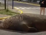 Piensan que el elefante marino huía de las orcas y se desorientó al salir del agua en el balneario Playa Unión, de Chubut. 