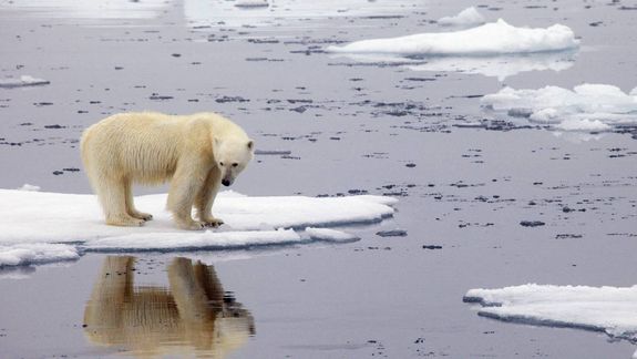 Alerta de la ONU por el cambio climática: Siberia superó los 38° por primera vez