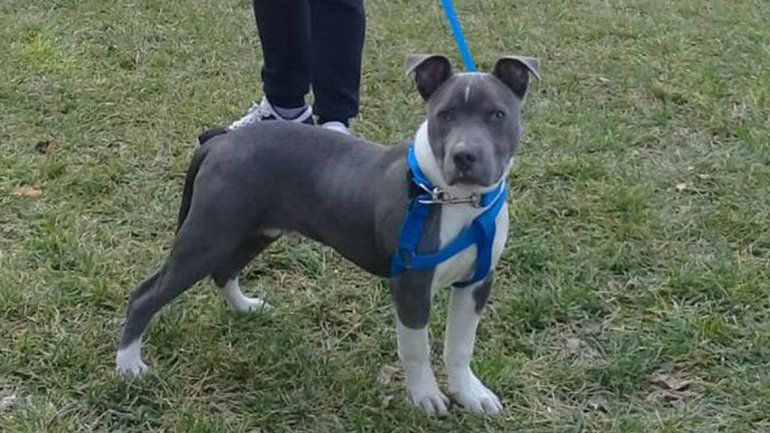 Le robaron su perro y un vecino lo compró para devolvérselo