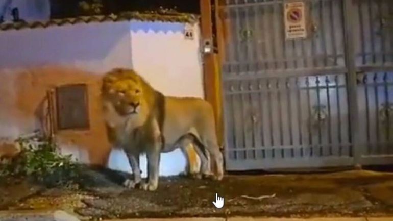 Pánico en Roma: se escapó un león de un circo y así lo capturaron