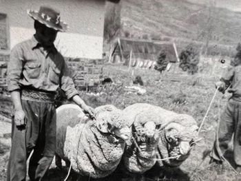 la historia de la cabana de neuquen que brilla con su lana merino