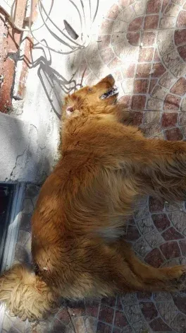 Denuncian matanza salvaje de perros en China Muerta. Gentileza. Denuncian matanza salvaje de perros en China Muerta. Gentileza.