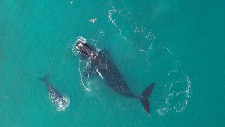 El relevamiento aéreo permitió contabilizar ballenas solitarias y madres con sus crías