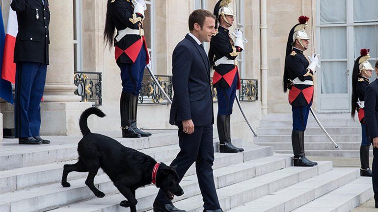 El labrador entró al salón