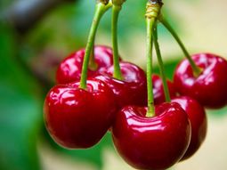 cherry day, punto de encuentro para la industria de la cereza cherry day, punto de encuentro para la industria de la cereza