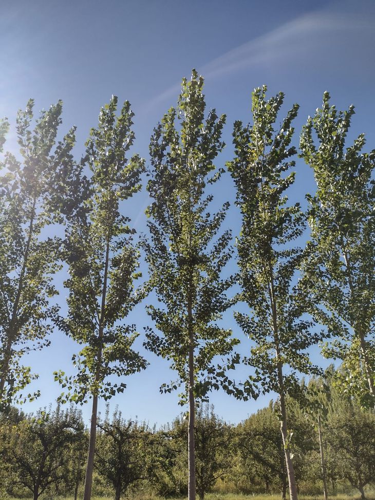 Las hileras de árboles tiene que ver con el cuidado del medio ambiente. Foto: INTA Las hileras de árboles tiene que ver con el cuidado del medio ambiente. Foto: INTA
