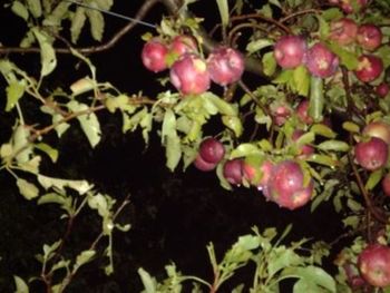 En apenas 15 minutos, la tormenta arrasó chacras, dañó vehículos y dejó a productores frente a un panorama devastador.
