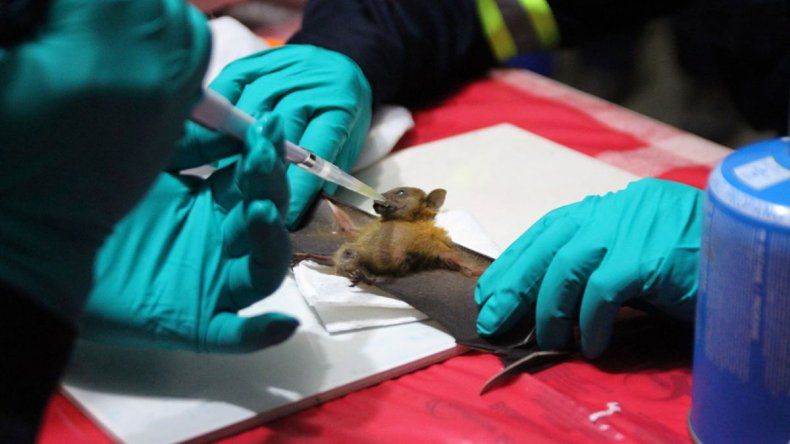 Cientos de coronavirus hallados en murciélagos