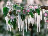 El cambio climático traerá consecuencias para la fruticultura