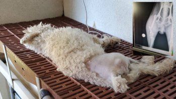 perrito quebrado 03.jpg