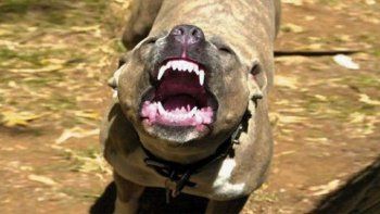 fue atacada por perros y cobrara mas de 3 millones de pesos fue atacada por perros y cobrara mas de 3 millones de pesos