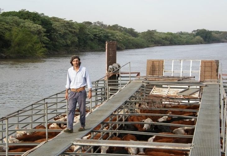 Muchos vacunos son trasladados a campos más altos para preservarlos de las inundaciones. Muchos vacunos son trasladados a campos más altos para preservarlos de las inundaciones.