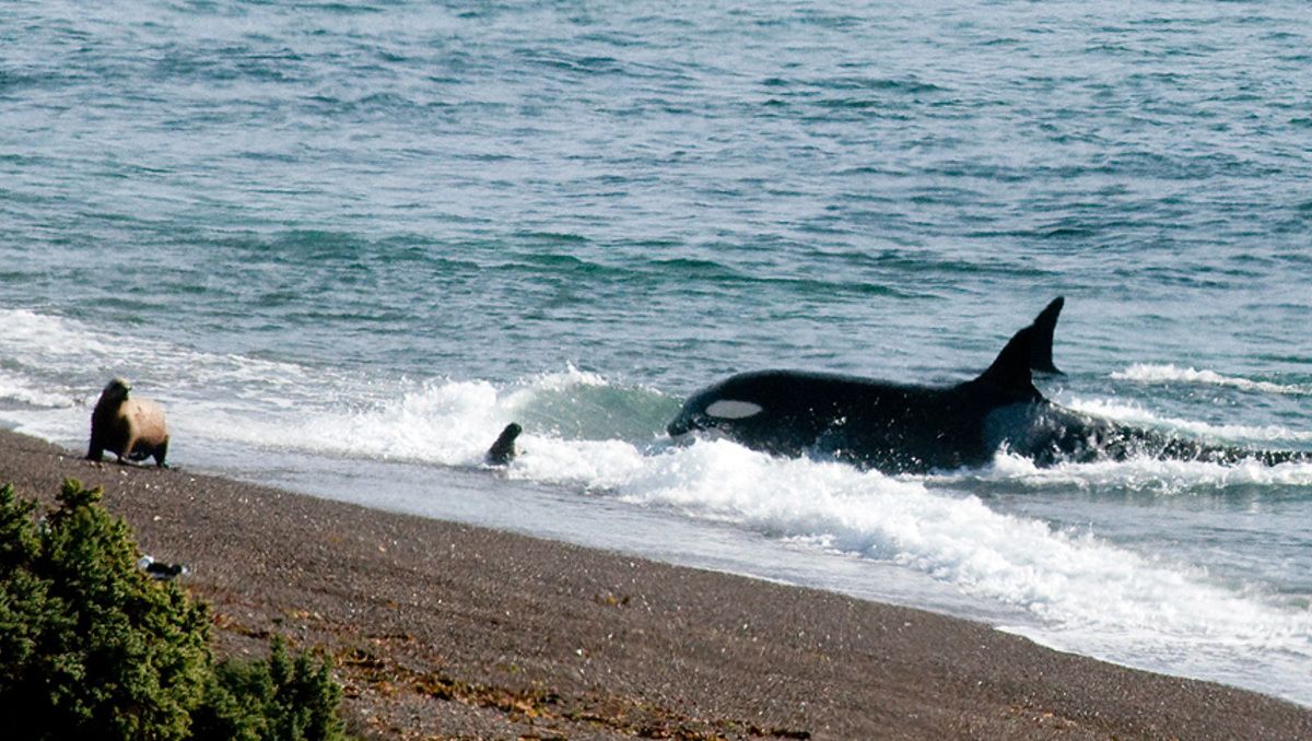 Una orca en varamiento intencional en la costa de Península Valdés, Chubut.