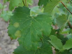 Síntoma clásico: La mancha de aceite en la hoja es la primera señal de la infección de peronóspora, clave para la intervención temprana. Foto: INTA