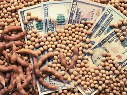 El dólar sigue estando en el centro de la escena entre los inversores del mercado granario. El dólar sigue estando en el centro de la escena entre los inversores del mercado granario.