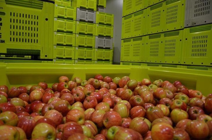 Pink Lady, Kanzi y Granny Smith lideraron un año récord para el negocio de las manzanas en Australia. Pink Lady, Kanzi y Granny Smith lideraron un año récord para el negocio de las manzanas en Australia.