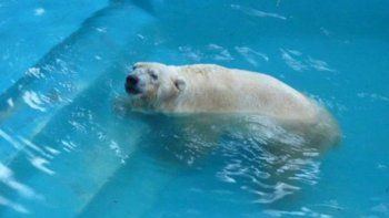 otra vez el zoo de mendoza: ahora esta grave el oso polar otra vez el zoo de mendoza: ahora esta grave el oso polar