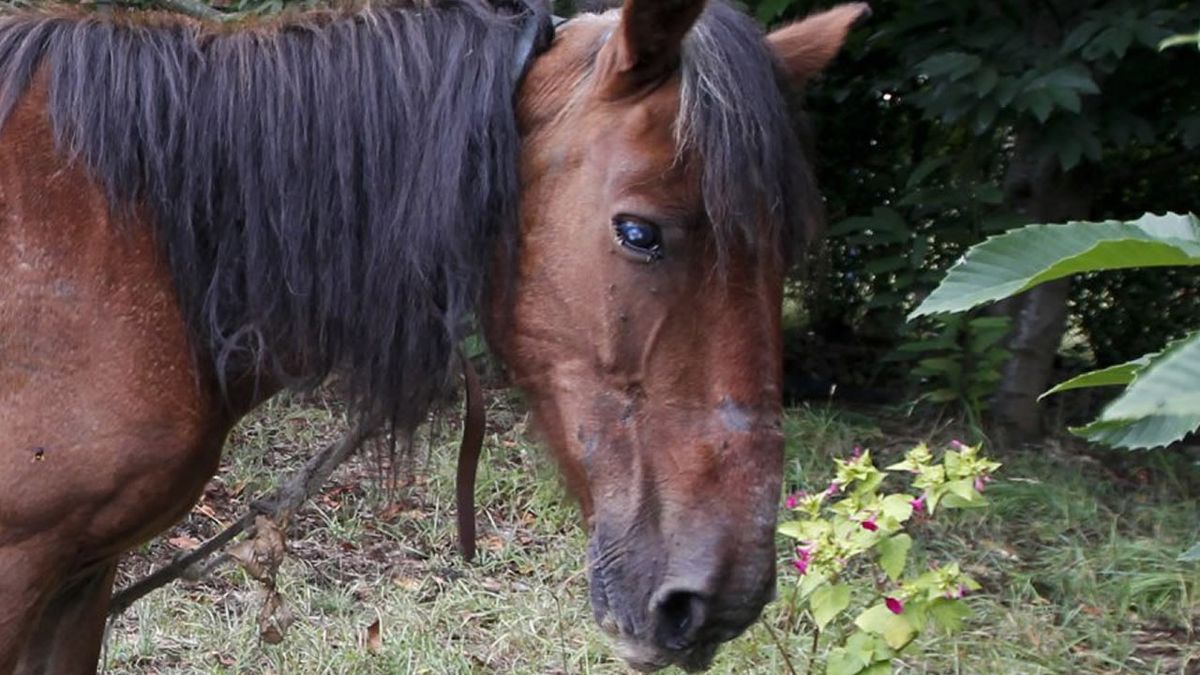 Pusieron cámaras y descubrieron que un hombre abusaba de sus yeguas