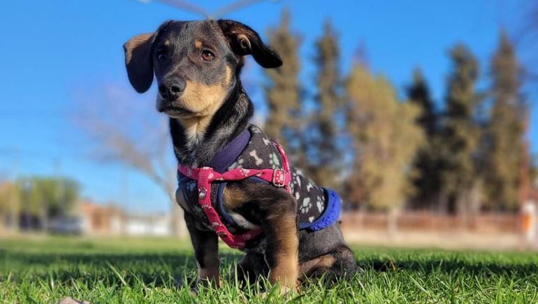 Atropelló a un perro, lo mató y huyó: ¿Qué pisé, un perro o un pibe?