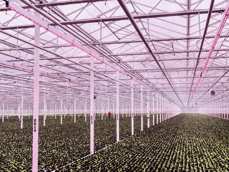 Uno de los invernaderos más grandes del mundo, destinado a crear las condiciones óptimas para el cultivo de lechugas y otros vegetales de hoja verde. L Uno de los invernaderos más grandes del mundo, destinado a crear las condiciones óptimas para el cultivo de lechugas y otros vegetales de hoja verde. L