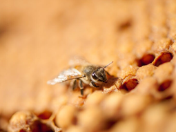 ¿en que lugar de la argentina se produce mejor miel organica del mundo? ¿en que lugar de la argentina se produce mejor miel organica del mundo?