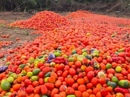 Pérdidas totales: Las lluvias persistentes y la humedad extrema desataron una ola de hongos que destruyó gran parte de las plantaciones en el norte argentino. Pérdidas totales: Las lluvias persistentes y la humedad extrema desataron una ola de hongos que destruyó gran parte de las plantaciones en el norte argentino.