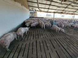 Esta enfermedad afecta tanto a animales como a personas Esta enfermedad afecta tanto a animales como a personas