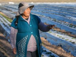 Aurora Cori hace 5 años comenzó a cultivar también frambuesa y mora. Foto: Gobierno de Neuquén. Aurora Cori hace 5 años comenzó a cultivar también frambuesa y mora. Foto: Gobierno de Neuquén.